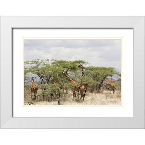 Kenya, Samburu Reserve Rothschild giraffes White Modern Wood Framed Art Print with Double Matting by Kirkland, Dennis