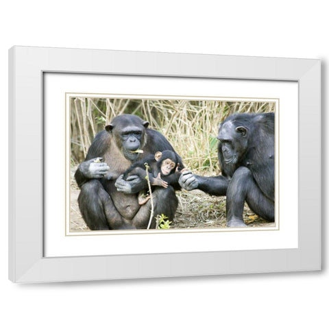 Kenya Chimpanzee family on an island White Modern Wood Framed Art Print with Double Matting by Williams, Joanne