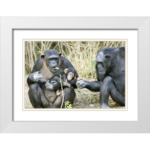 Kenya Chimpanzee family on an island White Modern Wood Framed Art Print with Double Matting by Williams, Joanne