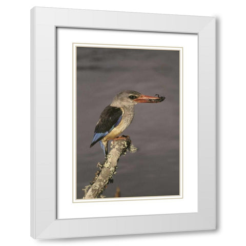 Kenya Grey-hooded kingfisher on limb White Modern Wood Framed Art Print with Double Matting by Williams, Joanne