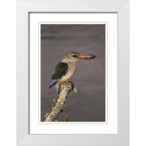Kenya Grey-hooded kingfisher on limb White Modern Wood Framed Art Print with Double Matting by Williams, Joanne