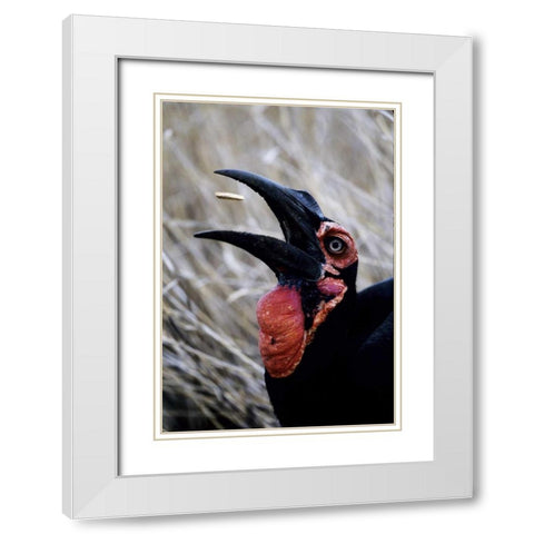 Kenya Ground hornbill eats a morsel White Modern Wood Framed Art Print with Double Matting by Williams, Joanne