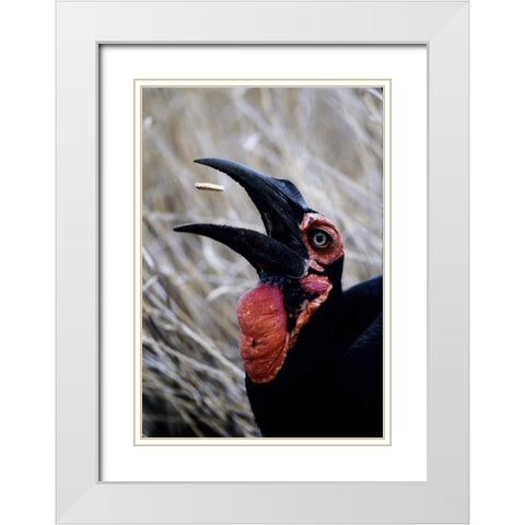 Kenya Ground hornbill eats a morsel White Modern Wood Framed Art Print with Double Matting by Williams, Joanne