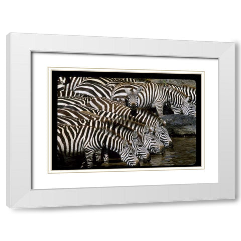 Kenya Herd of zebras drinking White Modern Wood Framed Art Print with Double Matting by Williams, Joanne