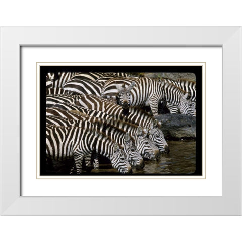 Kenya Herd of zebras drinking White Modern Wood Framed Art Print with Double Matting by Williams, Joanne
