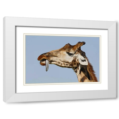 Kenya, Nakuru NP Rothschilds giraffe White Modern Wood Framed Art Print with Double Matting by Morris, Arthur