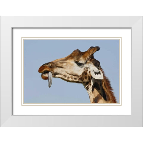 Kenya, Nakuru NP Rothschilds giraffe White Modern Wood Framed Art Print with Double Matting by Morris, Arthur