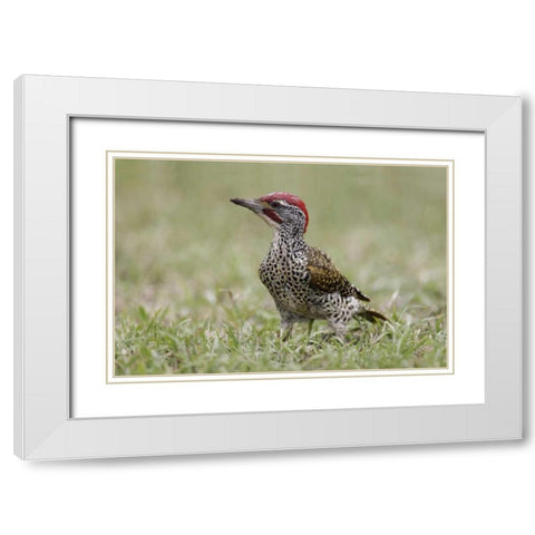 Kenya, Masai Mara, Nubian woodpecker in grass White Modern Wood Framed Art Print with Double Matting by Morris, Arthur