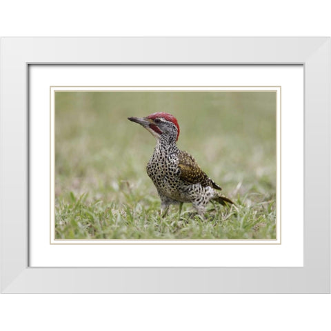 Kenya, Masai Mara, Nubian woodpecker in grass White Modern Wood Framed Art Print with Double Matting by Morris, Arthur