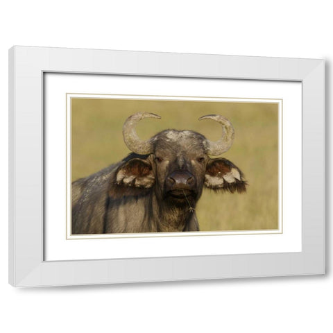 Kenya, Nakuru NP Cape buffalo grazing White Modern Wood Framed Art Print with Double Matting by Morris, Arthur