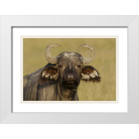 Kenya, Nakuru NP Cape buffalo grazing White Modern Wood Framed Art Print with Double Matting by Morris, Arthur