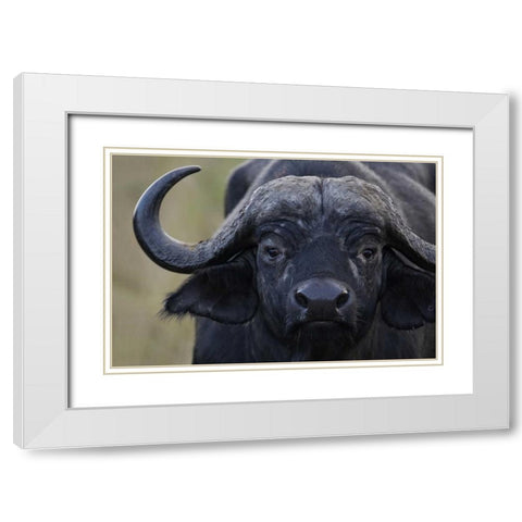 Kenya, Masai Mara, Keekorok Lodge Cape buffalo White Modern Wood Framed Art Print with Double Matting by Morris, Arthur