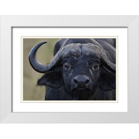 Kenya, Masai Mara, Keekorok Lodge Cape buffalo White Modern Wood Framed Art Print with Double Matting by Morris, Arthur