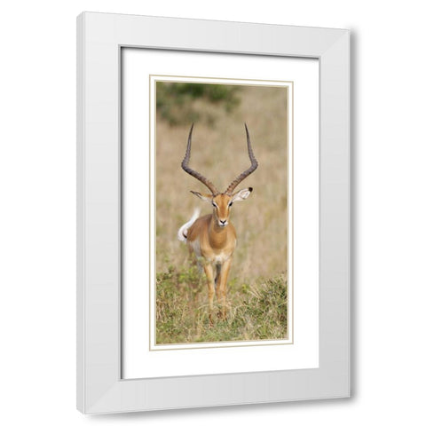 Kenya, Masai Mara Impala wagging tail White Modern Wood Framed Art Print with Double Matting by Morris, Arthur