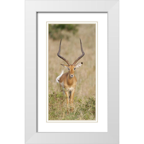 Kenya, Masai Mara Impala wagging tail White Modern Wood Framed Art Print with Double Matting by Morris, Arthur