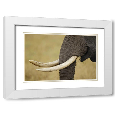 Kenya, Masai Mara, African elephant tusks White Modern Wood Framed Art Print with Double Matting by Morris, Arthur