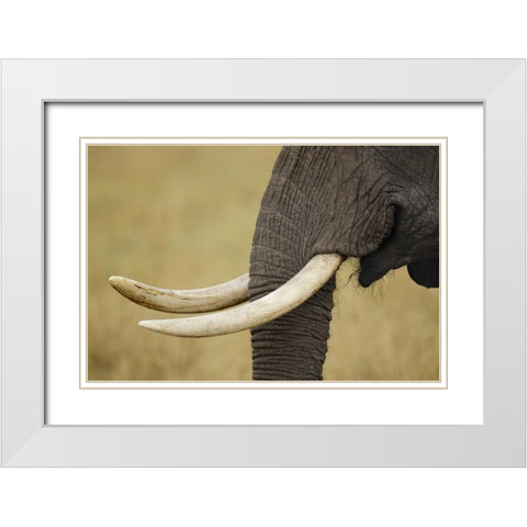 Kenya, Masai Mara, African elephant tusks White Modern Wood Framed Art Print with Double Matting by Morris, Arthur
