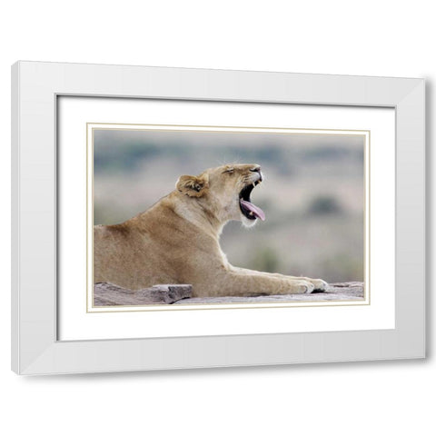 Kenya, Masai Mara African lioness yawns on rock White Modern Wood Framed Art Print with Double Matting by Morris, Arthur