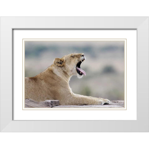 Kenya, Masai Mara African lioness yawns on rock White Modern Wood Framed Art Print with Double Matting by Morris, Arthur