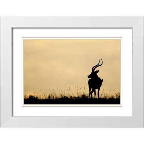 Kenya, Nakuru NP Male impala with oxpecker White Modern Wood Framed Art Print with Double Matting by Morris, Arthur