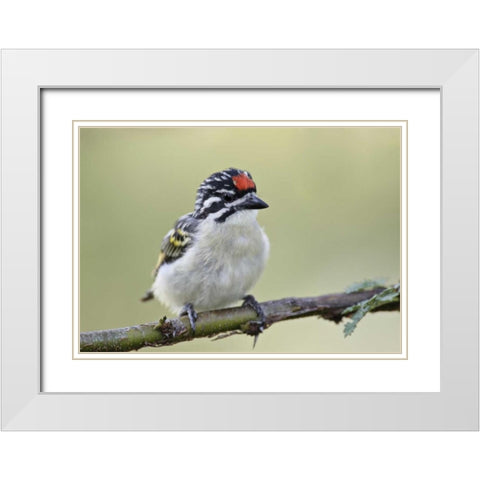 Kenya, Masai Mara Red-fronted tinkerbird on limb White Modern Wood Framed Art Print with Double Matting by Morris, Arthur