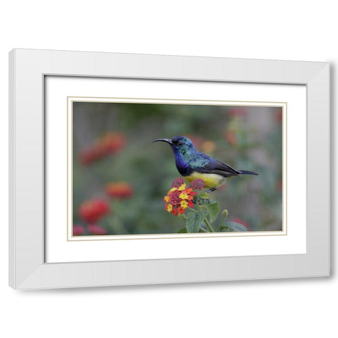 Kenya, Lake Naivasha Variable sunbird on flowers White Modern Wood Framed Art Print with Double Matting by Morris, Arthur
