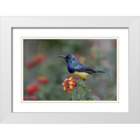 Kenya, Lake Naivasha Variable sunbird on flowers White Modern Wood Framed Art Print with Double Matting by Morris, Arthur