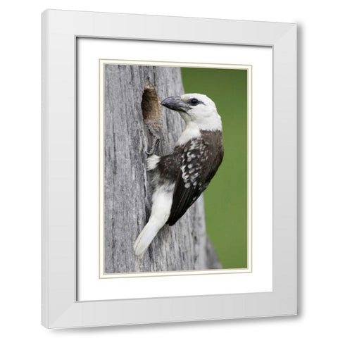 Kenya, Lake Naivasha White-headed barbet at nest White Modern Wood Framed Art Print with Double Matting by Morris, Arthur