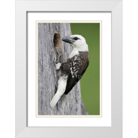 Kenya, Lake Naivasha White-headed barbet at nest White Modern Wood Framed Art Print with Double Matting by Morris, Arthur