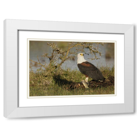 Kenya, Lake Naivasha African fish eagle eating White Modern Wood Framed Art Print with Double Matting by Morris, Arthur