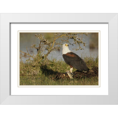 Kenya, Lake Naivasha African fish eagle eating White Modern Wood Framed Art Print with Double Matting by Morris, Arthur