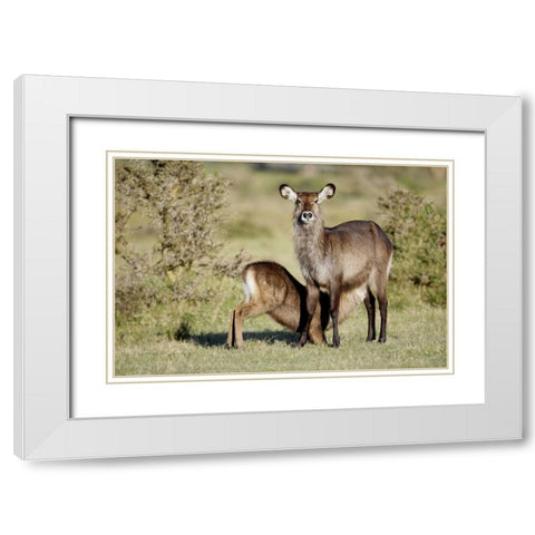 Kenya, Lake Naivasha Defassa waterbuck and young White Modern Wood Framed Art Print with Double Matting by Morris, Arthur