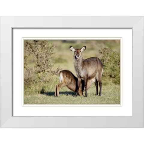 Kenya, Lake Naivasha Defassa waterbuck and young White Modern Wood Framed Art Print with Double Matting by Morris, Arthur