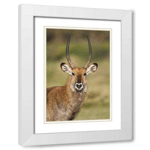 Kenya, Lake Naivasha Male Defassa waterbuck White Modern Wood Framed Art Print with Double Matting by Morris, Arthur