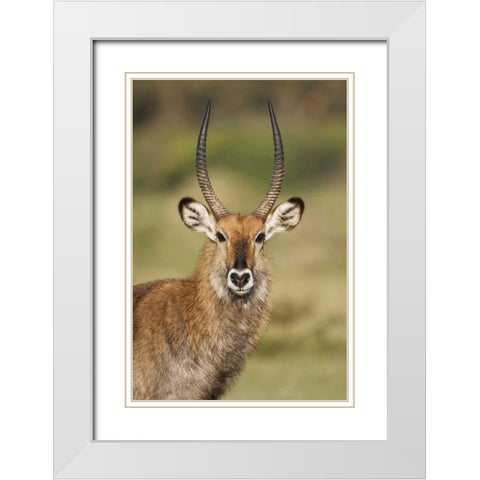 Kenya, Lake Naivasha Male Defassa waterbuck White Modern Wood Framed Art Print with Double Matting by Morris, Arthur