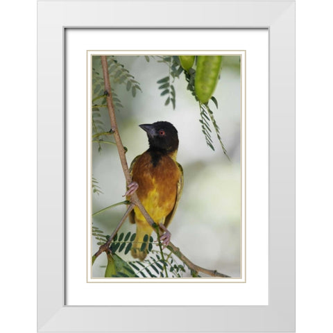 Kenya Jacksons golden-backed weaver perched White Modern Wood Framed Art Print with Double Matting by Morris, Arthur