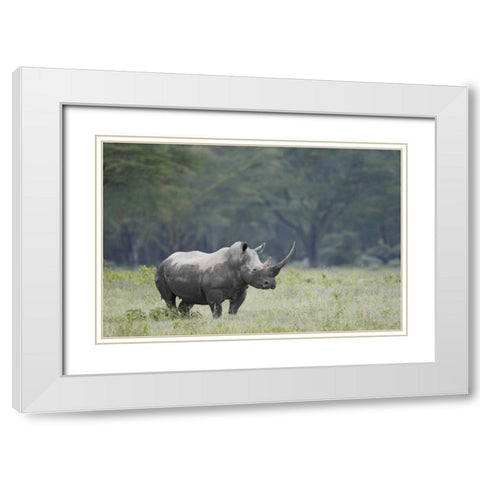 Kenya, Nakuru NP White rhinoceros grazing White Modern Wood Framed Art Print with Double Matting by Morris, Arthur