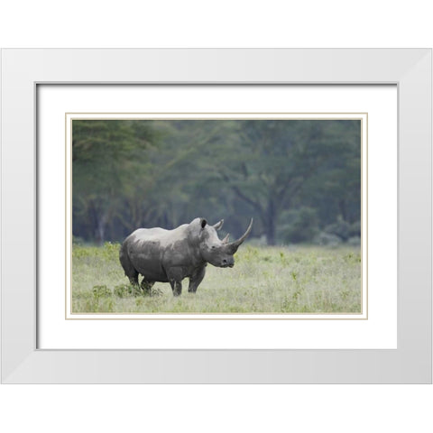Kenya, Nakuru NP White rhinoceros grazing White Modern Wood Framed Art Print with Double Matting by Morris, Arthur