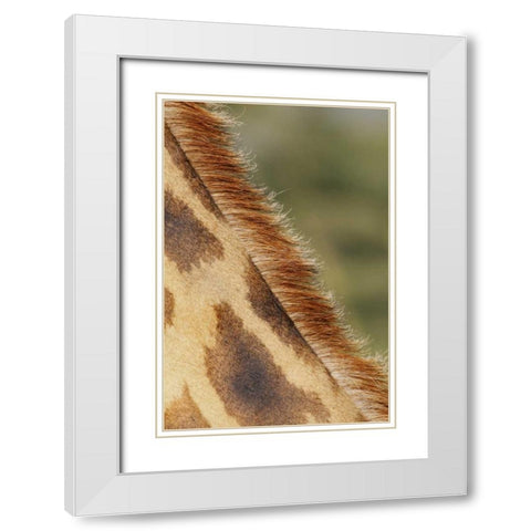 Kenya, Nakuru NP Detail of Rothschilds giraffe White Modern Wood Framed Art Print with Double Matting by Morris, Arthur