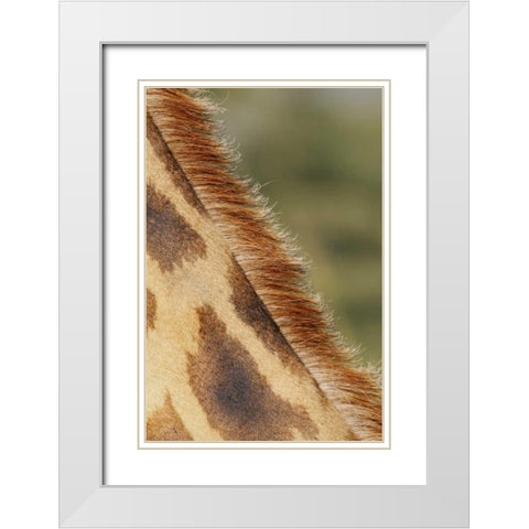 Kenya, Nakuru NP Detail of Rothschilds giraffe White Modern Wood Framed Art Print with Double Matting by Morris, Arthur
