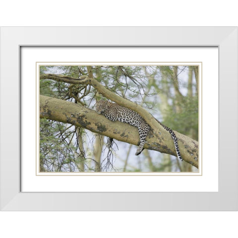 Kenya, Nakuru NP Leopard relaxing in tree White Modern Wood Framed Art Print with Double Matting by Morris, Arthur