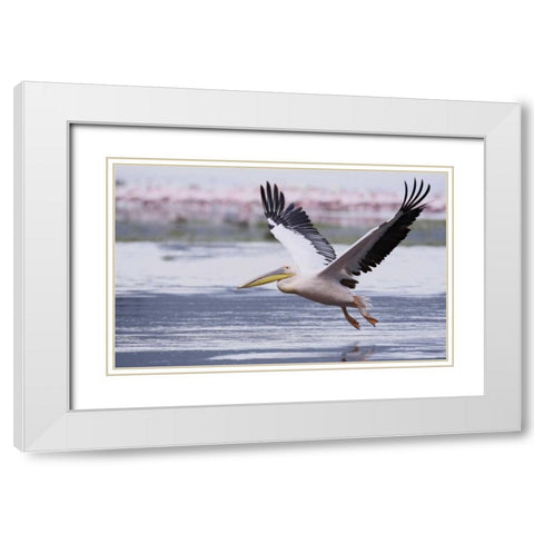 Kenya, Nakuru NP Great white pelican takes off White Modern Wood Framed Art Print with Double Matting by Morris, Arthur