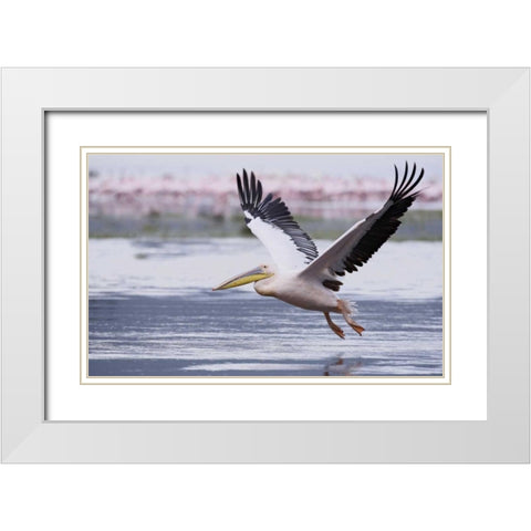 Kenya, Nakuru NP Great white pelican takes off White Modern Wood Framed Art Print with Double Matting by Morris, Arthur