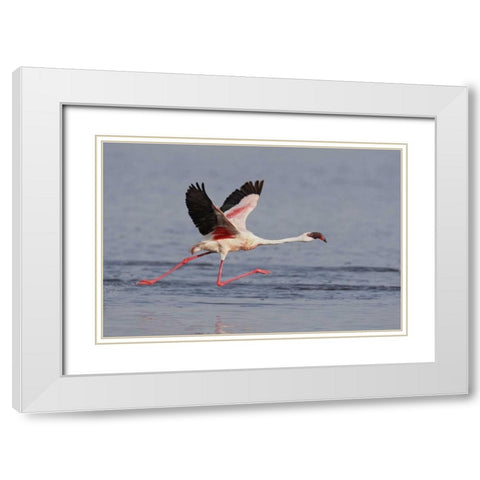 Kenya, Nakuru NP Lesser flamingo running White Modern Wood Framed Art Print with Double Matting by Morris, Arthur