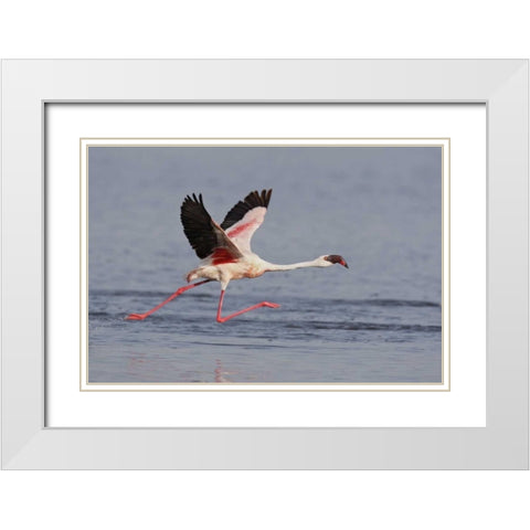 Kenya, Nakuru NP Lesser flamingo running White Modern Wood Framed Art Print with Double Matting by Morris, Arthur