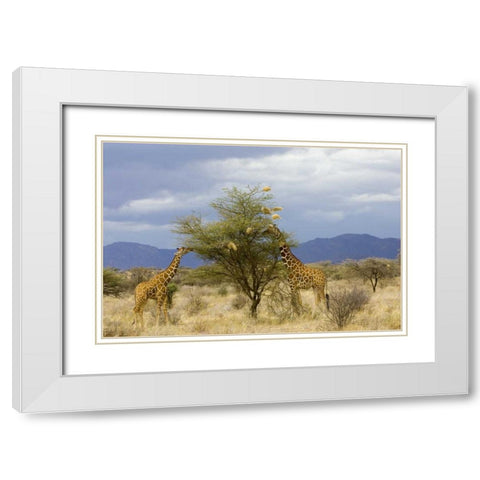 Kenya Two giraffes munch on tree leaves White Modern Wood Framed Art Print with Double Matting by Williams, Joanne