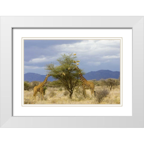 Kenya Two giraffes munch on tree leaves White Modern Wood Framed Art Print with Double Matting by Williams, Joanne