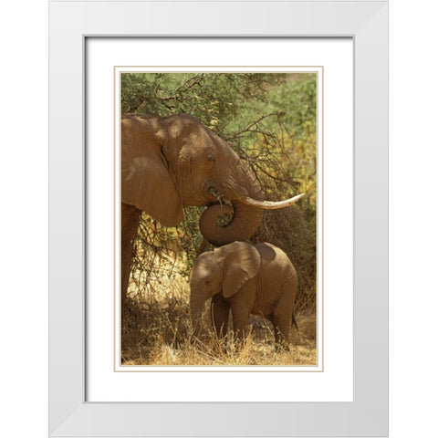 Kenya, Samburu NP African Elephant with her baby White Modern Wood Framed Art Print with Double Matting by Grall, Don