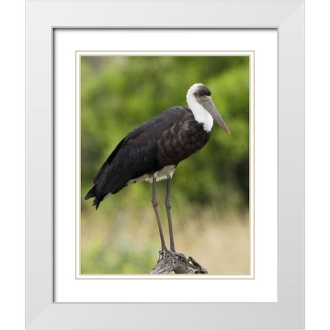 Kenya Abdims stork perched on branch White Modern Wood Framed Art Print with Double Matting by Williams, Joanne