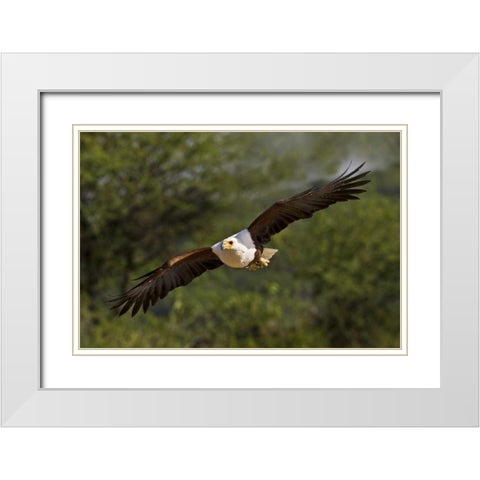 Kenya Fish eagle in flight White Modern Wood Framed Art Print with Double Matting by Williams, Joanne